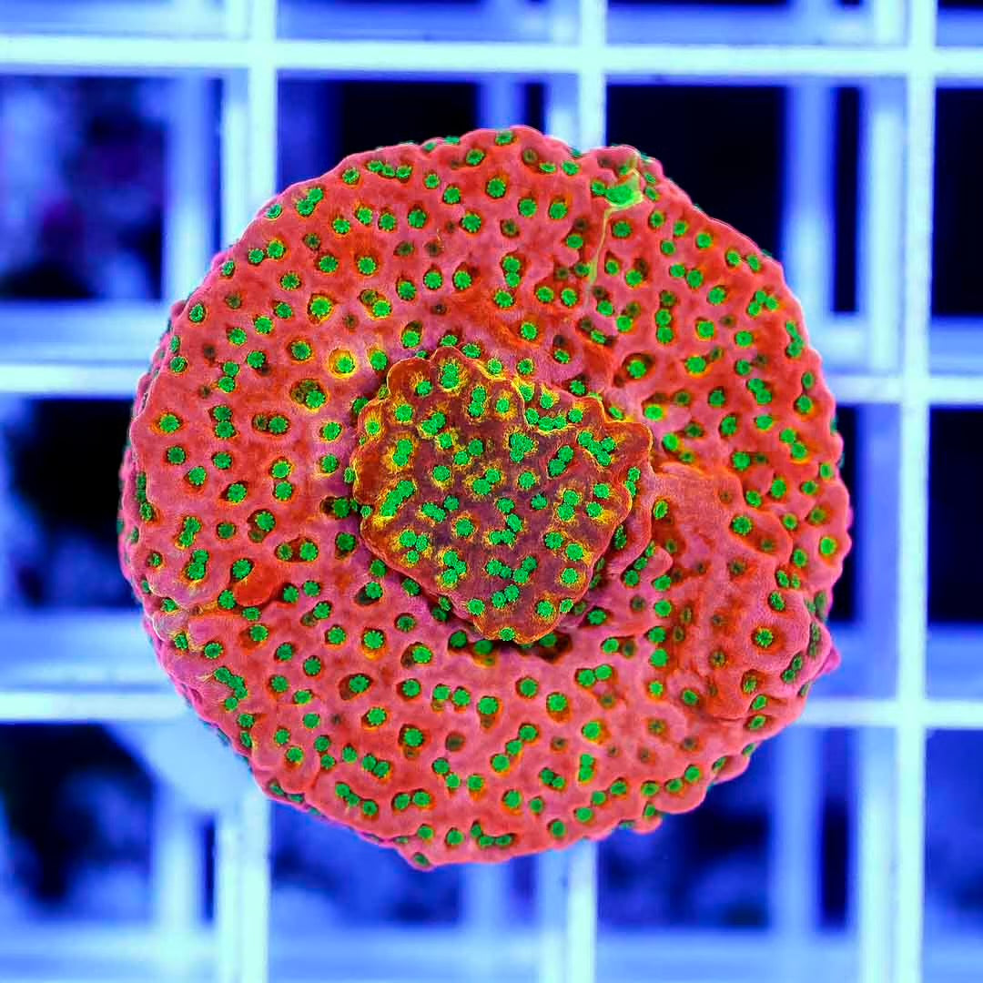 Indo Montipora Frag Mother Colony IMFMC100801 WYSIWYG