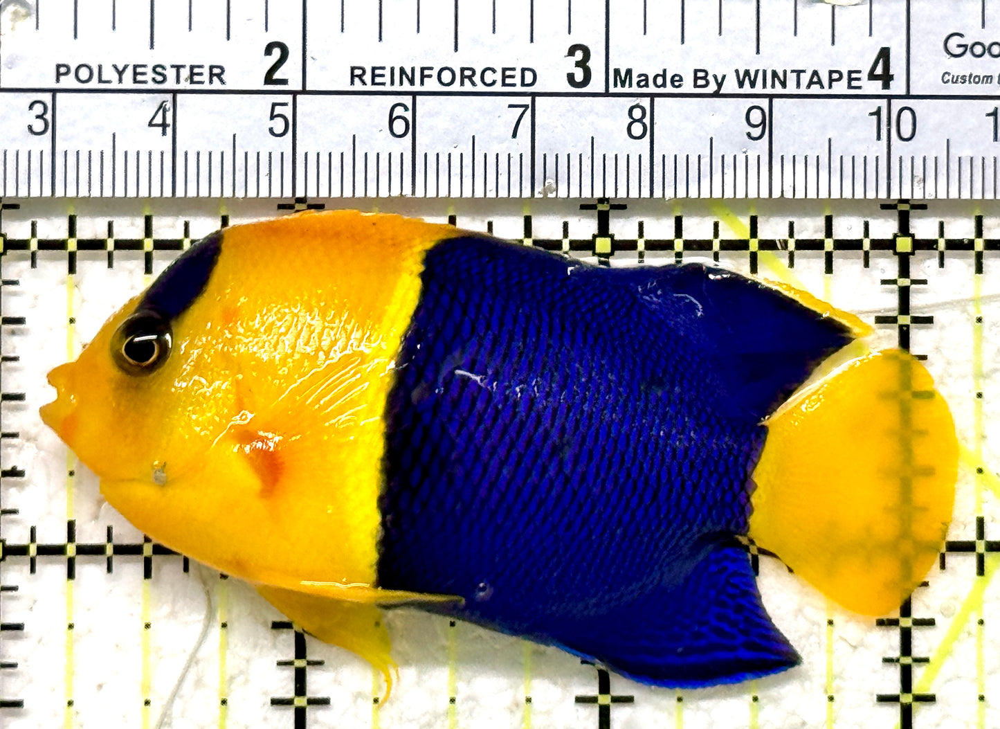 Bicolor Angelfish BA071301 WYSIWYG Size: XL 3" approx