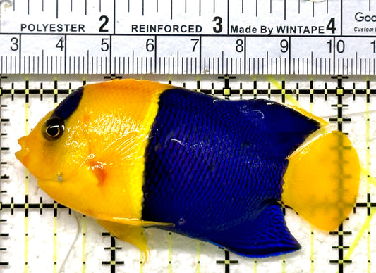 Bicolor Angelfish BA071301 WYSIWYG Size: XL 3" approx