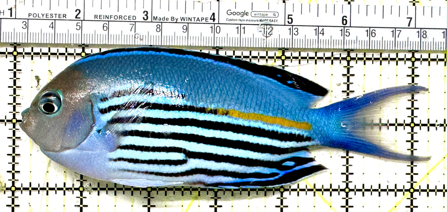 Watanabe Angelfish (Male) WAM071301 WYSIWYG Size: XXL/Show 6.25" approx