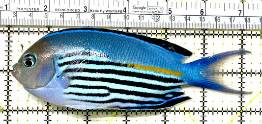 Watanabe Angelfish (Male) WAM071301 WYSIWYG Size: XXL/Show 6.25" approx