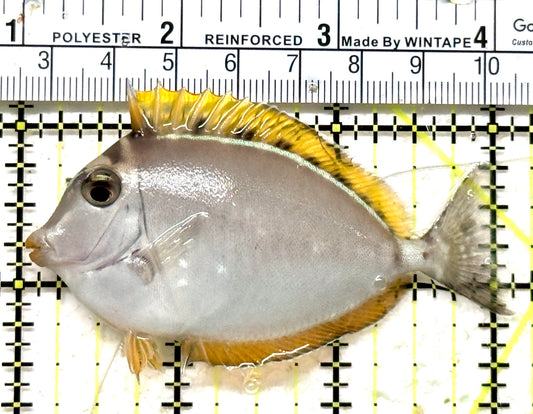Blonde Naso Tang (Maldives Special Grade) BNT071301 WYSIWYG Size: SM 3" approx