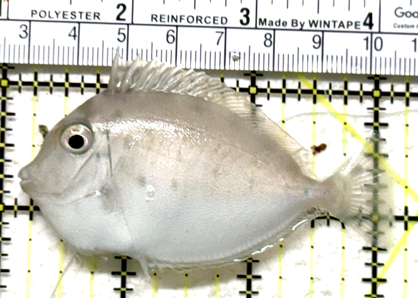 Naso Tang NT071302 WYSIWYG Size: S 3.25" approx
