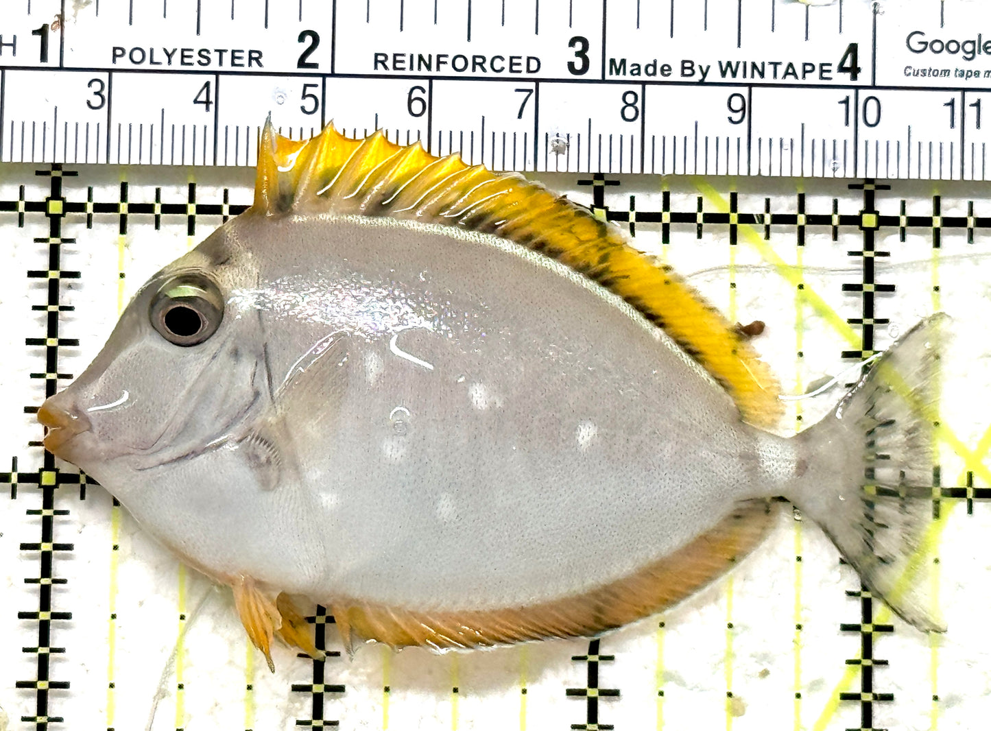 Blonde Naso Tang (Maldives Special Grade) BNT071302 WYSIWYG Size: SM 3.25" approx