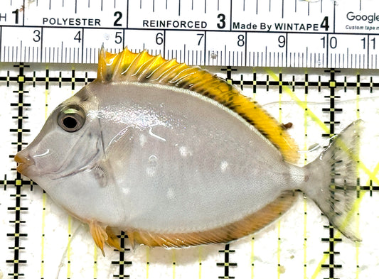 Blonde Naso Tang (Maldives Special Grade) BNT071302 WYSIWYG Size: SM 3.25" approx