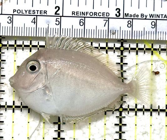 Naso Tang NT071303 WYSIWYG Size: S 3.25" approx