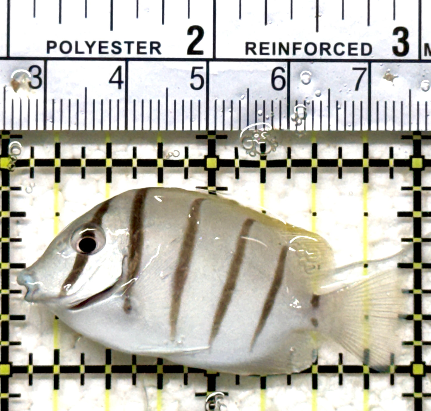 Convict Tang CT071301 WYSIWYG Size: S 2" approx