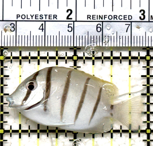Convict Tang CT071301 WYSIWYG Size: S 2" approx