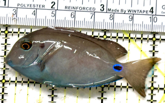 Lieutenant Tang LT071301 WYSIWYG Size: S 3" approx