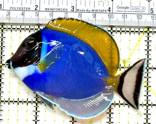 Powder Blue Tang (Maldives) PBT071301 WYSIWYG Size: ML 4" approx