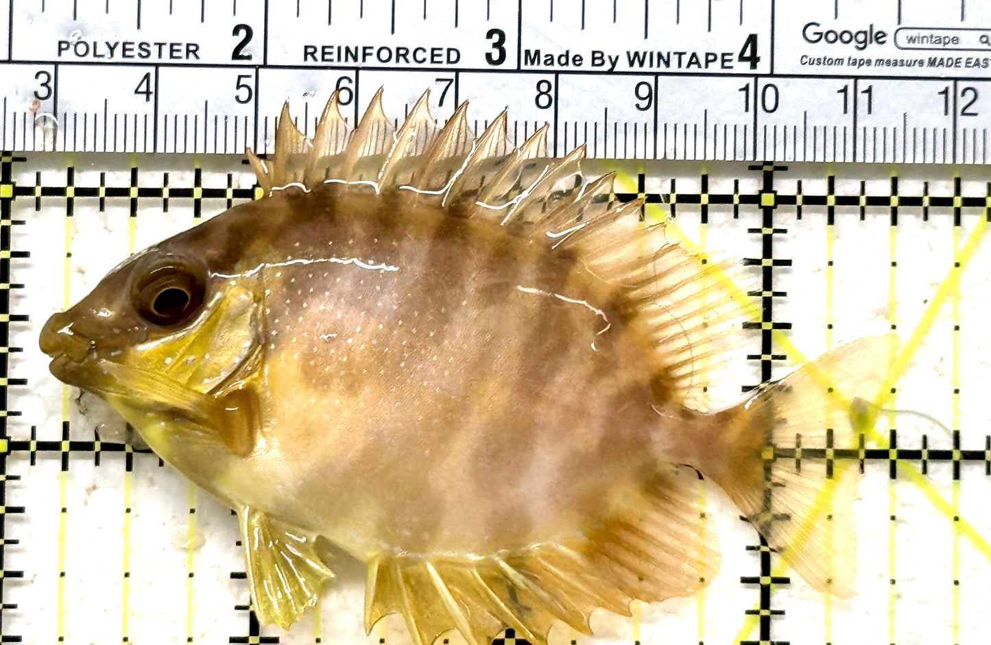 Golden Rabbitfish GR071602 WYSIWYG Size: M 3.5" approx