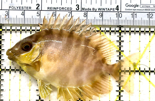 Golden Rabbitfish GR071602 WYSIWYG Size: M 3.5" approx