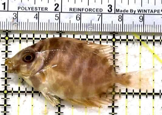 Golden Rabbitfish GR071603 WYSIWYG Size: M 3.75" approx