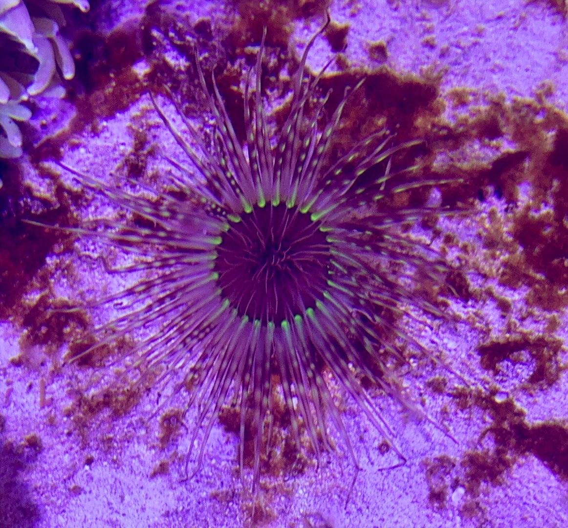 Purple Tube Anemone PTA072701 WYSIWYG Size: 2" to 4"