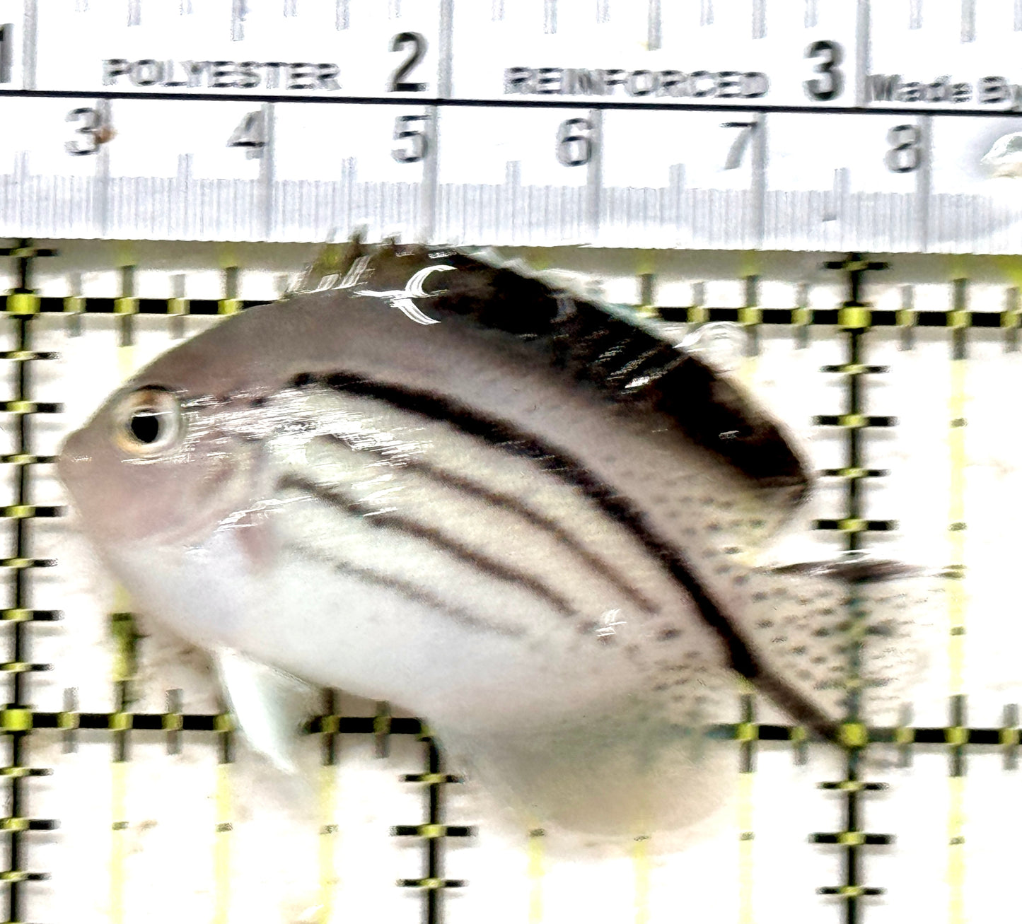 Lamarck Angelfish Female LAF071301 WYSIWYG Size: M 2.25" approx