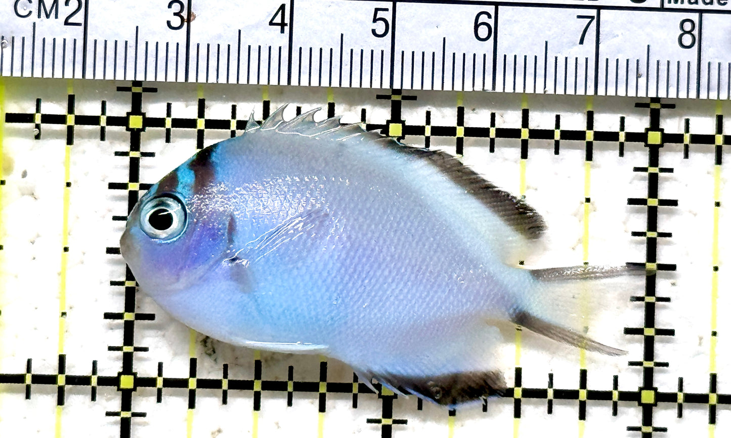 Watanabe Angelfish (Female) WA071201 WYSIWYG Size: M 2" approx