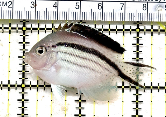 Lamarck Angelfish  Female LAF071201 WYSIWYG Size: M 2.25" approx