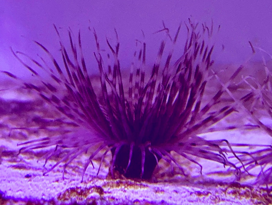 Purple Tube Anemone PTA072701 WYSIWYG Size: 2" to 4"