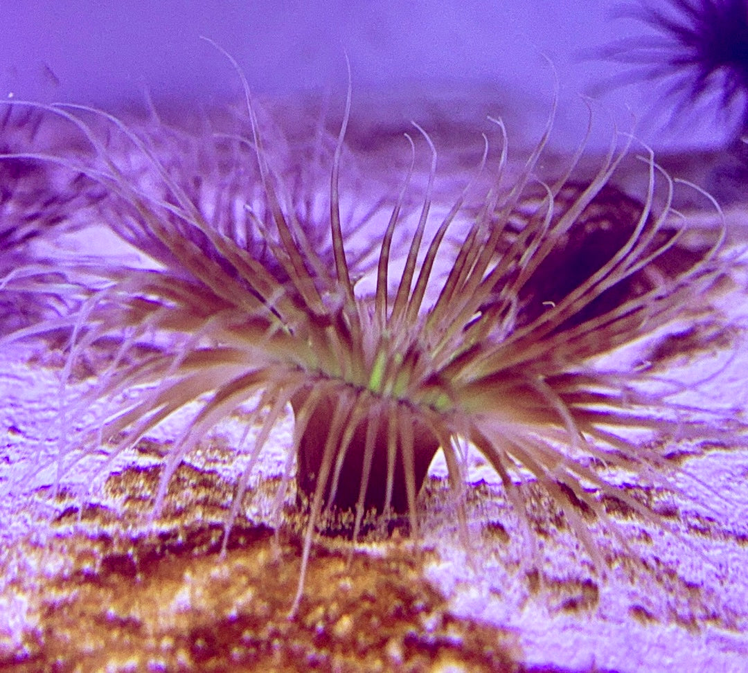 Yellow Tube Anemone YTA072702 WYSIWYG Size: 3" to 4"