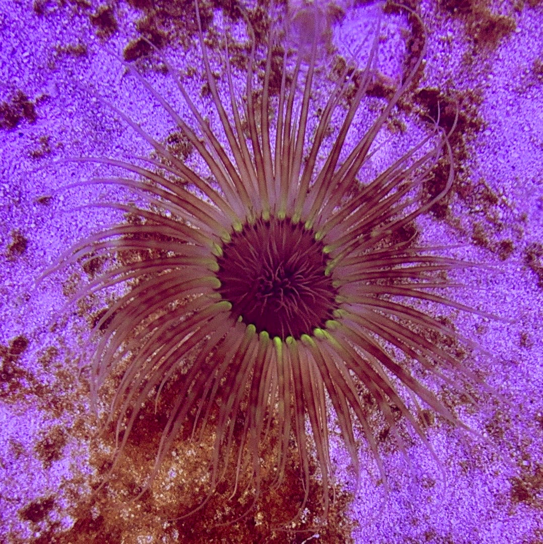 Yellow Tube Anemone YTA072701 WYSIWYG Size: 3" to 4"