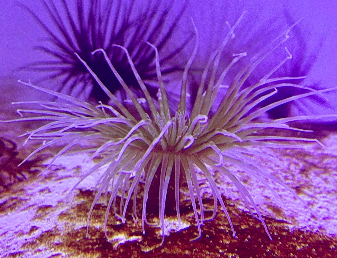Yellow Tube Anemone YTA072701 WYSIWYG Size: 3" to 4"