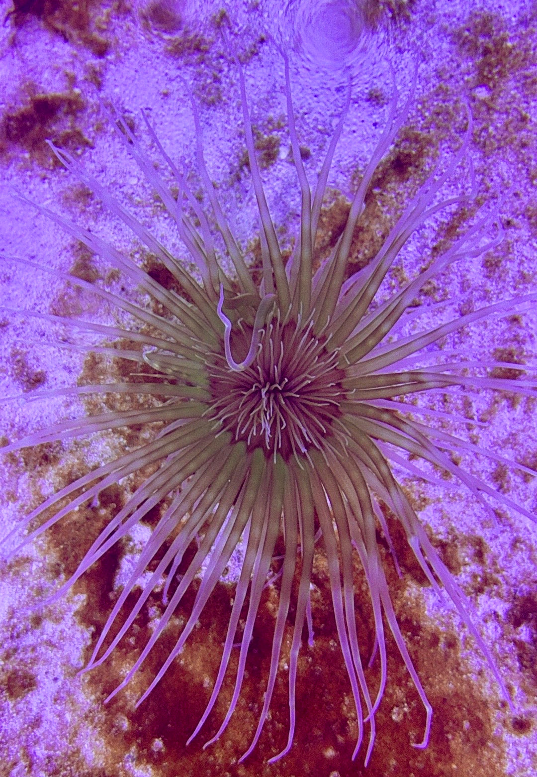 Yellow Tube Anemone YTA072702 WYSIWYG Size: 3" to 4"