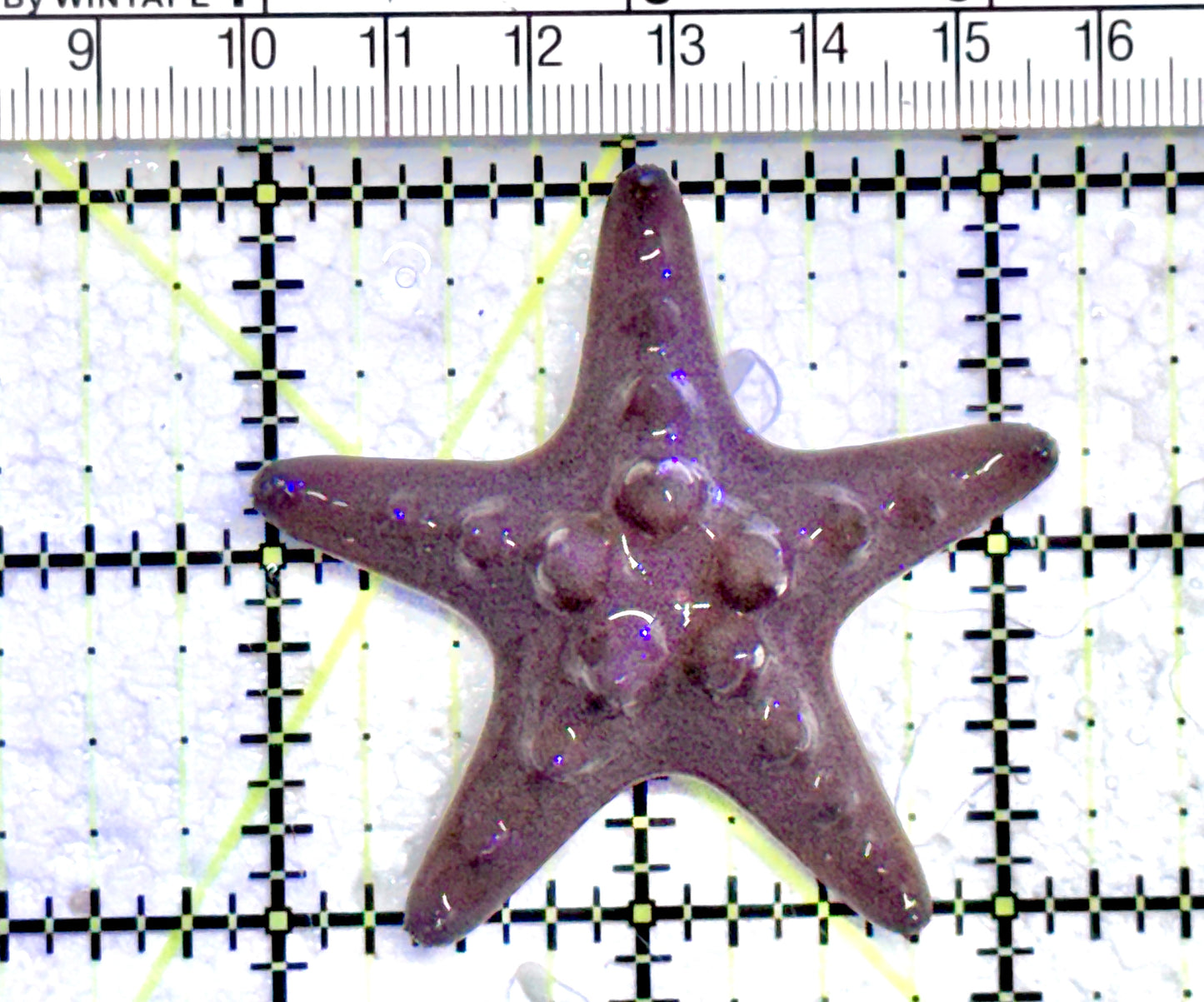 Chocolate Chip Starfish CCS071203 WYSIWYG Size: 2.25" approx