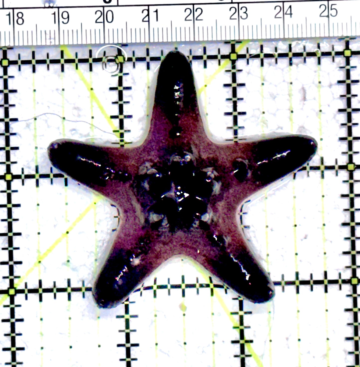 Chocolate Chip Starfish CCS071202 WYSIWYG Size: 2.5" approx