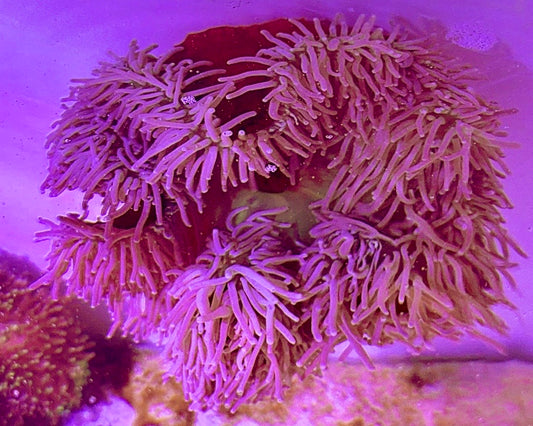 Purple Tip Ritteri Anemone (Maldives Import) PRA072703 WYSIWYG Size: XL10"