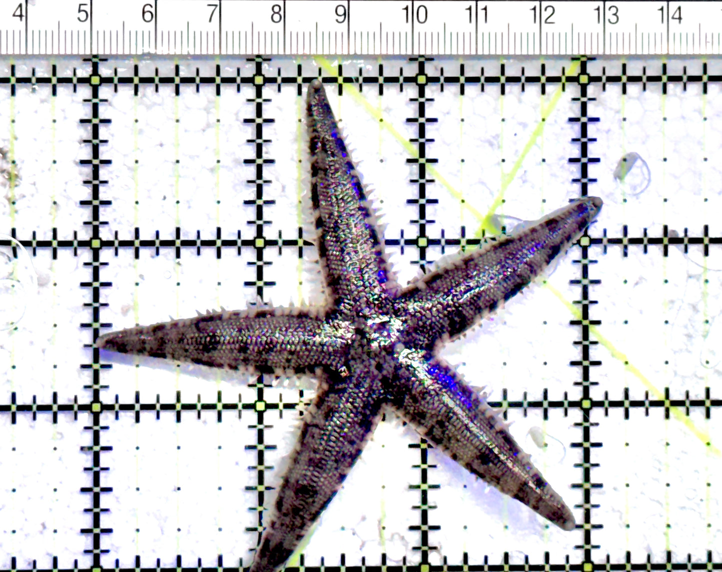 Sand Shifting Starfish SSS071201 WYSIWYG Size:3" approx