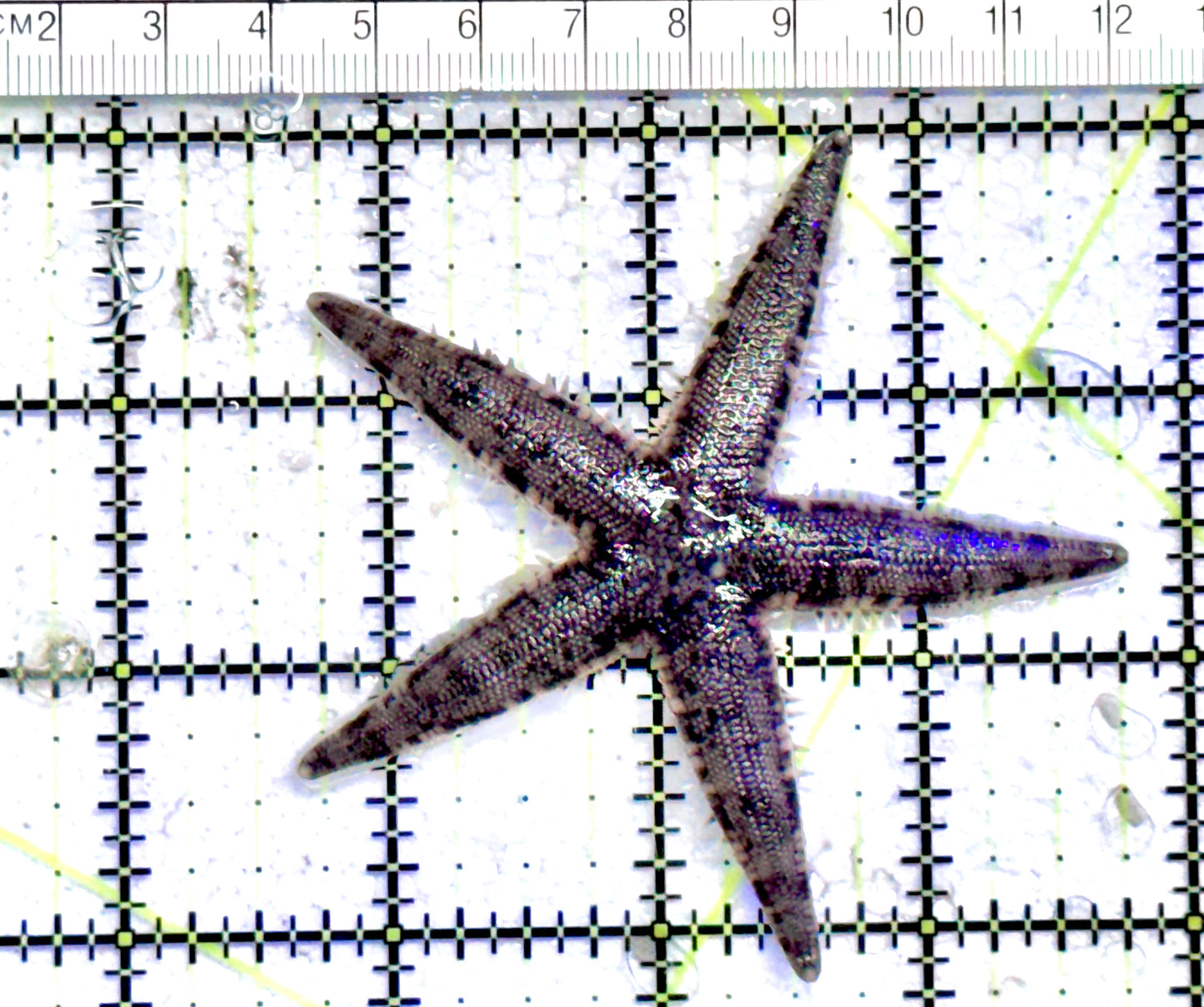 Sand Shifting Starfish SSS071202 WYSIWYG Size:3" approx