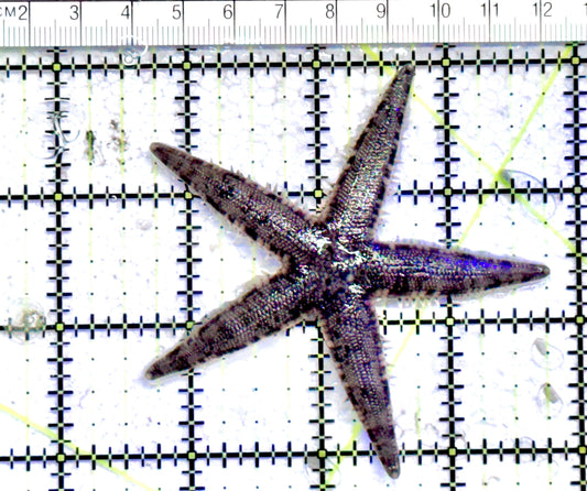 Sand Shifting Starfish SSS071202 WYSIWYG Size:3" approx