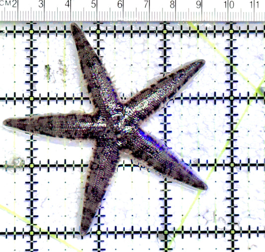 Sand Shifting Starfish SSS071203 WYSIWYG Size:3" approx