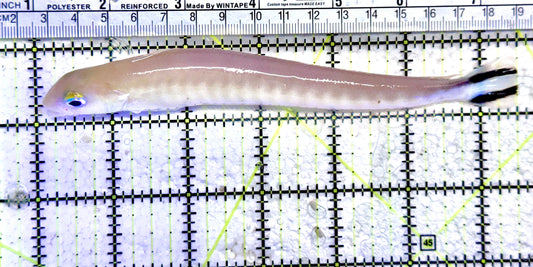 Rare Flagtail Blanquillo RFB071201 WYSIWYG Size: XXL 6.5" approx