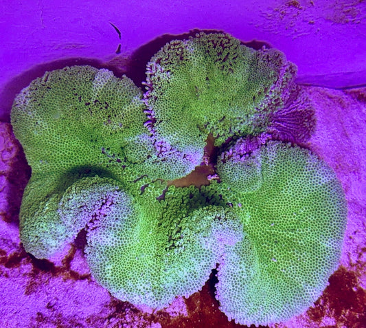Green Carpet Anemone (Haddoni) GCA072702 WYSIWYG Size: SHOW XXL 10" and above