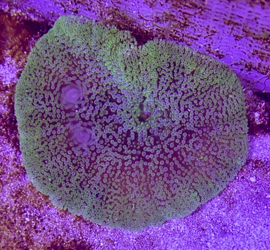 Green Carpet Anemone (Haddoni) GCA072703 WYSIWYG Size: M 3" to 4"