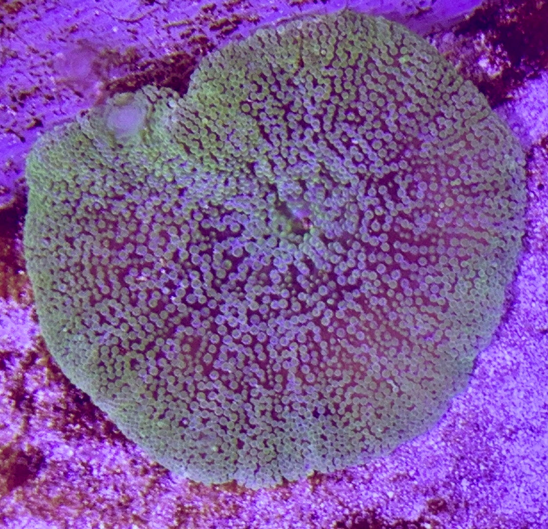 Green Carpet Anemone (Haddoni) GCA072703 WYSIWYG Size: M 3" to 4"