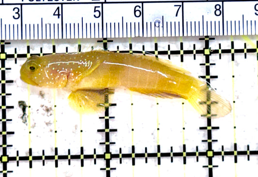 Yellow Watchman Goby YWG071201 WYSIWYG Size: L  2"