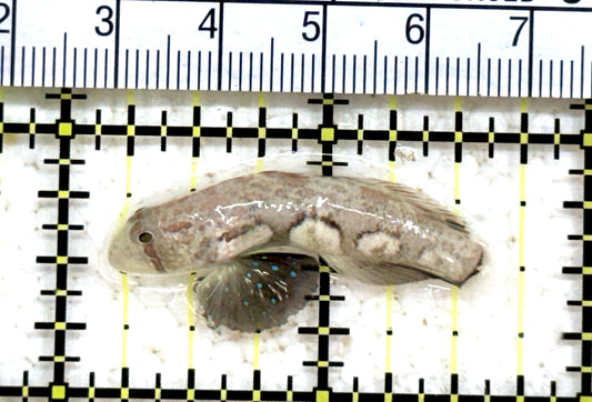Signal Goby SG071201 WYSIWYG Size: L 1.5" approx