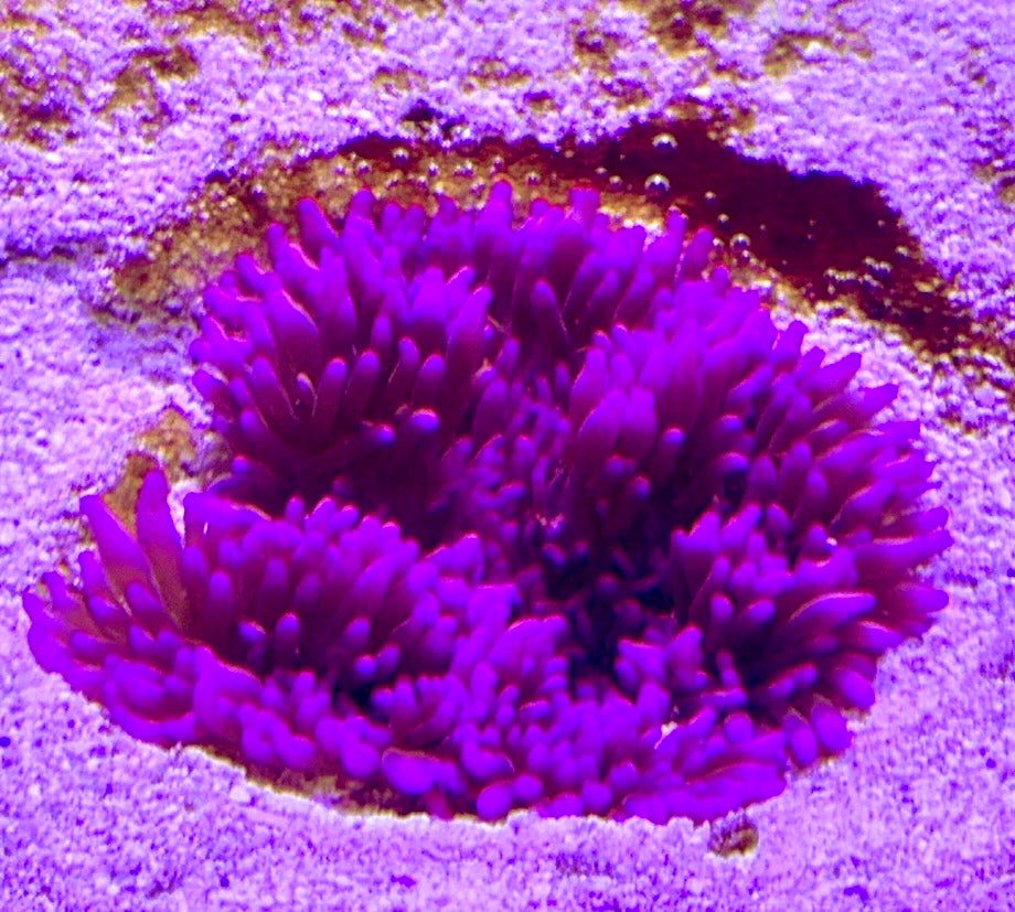 Purple Sand Anemone PSA072701 WYSIWYG Size: 2" to 4"