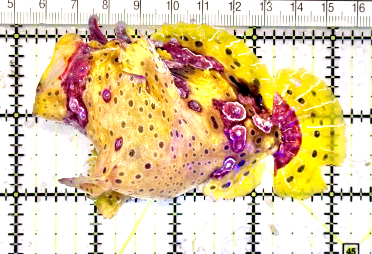Yellow Pink Warty Angler YPWA071201 WYSIWYG Size: L 4" approx