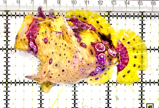 Yellow Pink Warty Angler YPWA071201 WYSIWYG Size: L 4" approx