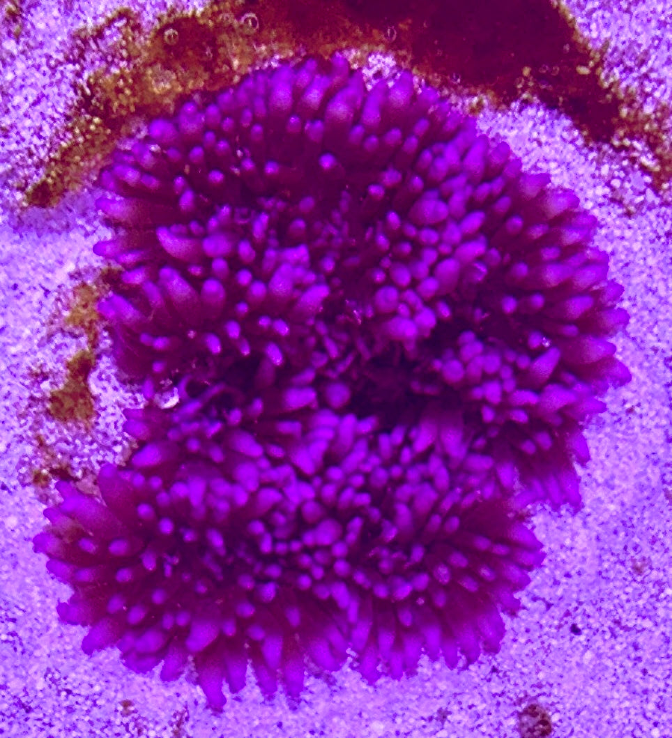 Purple Sand Anemone PSA072701 WYSIWYG Size: 2" to 4"