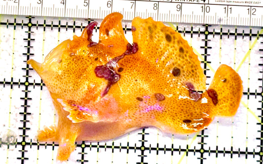 Yellow Pink Warty Angler YPWA071202 WYSIWYG Size: L 3.75" approx