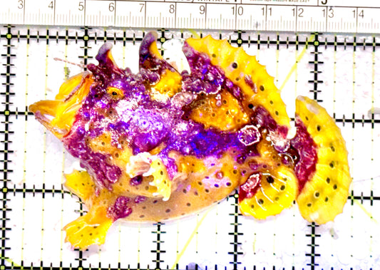 Yellow Pink Warty Angler YPWA071201 WYSIWYG Size: XL 4.25" Approx