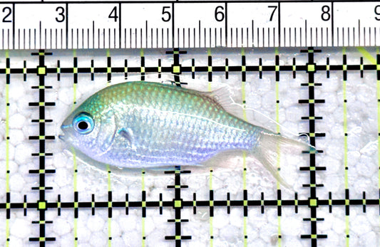 Green Chromis Fish GCF071201 WYSIWYG Size: S  2" approx