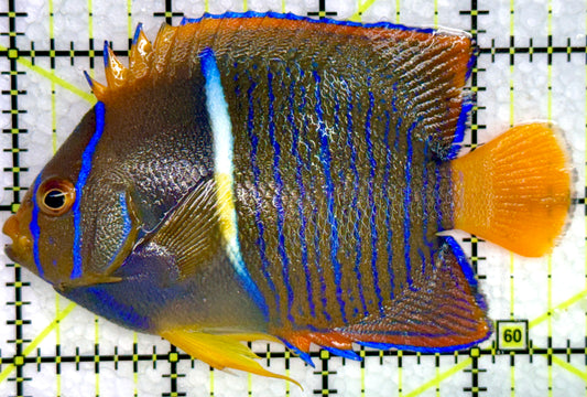 Passer King Angelfish PKA072102 WYSIWYG Size: M 3.75"