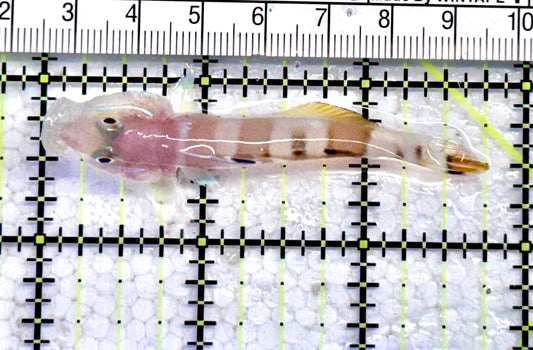 Tiger Wardi Goby TWG071201 WYSIWYG Size: M 2.75" approx
