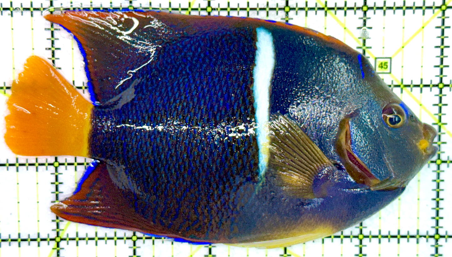 Passer King Angelfish PKA072103 WYSIWYG Size: XL 5.5"
