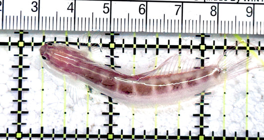 Linear Blenny LB071201 WYSIWYG Size: L 2.5" approx
